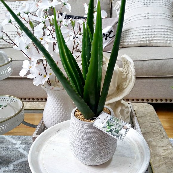 Coral Vine Accents New Realistic Faux Aloe Plant Decor Poshmark